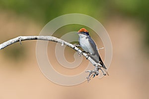 Pearl breasted swallow with green background