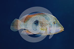 Pearl Cichlid - Freshwater Fish