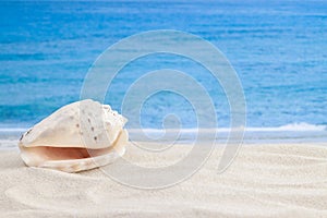 Pearl color shiny spiral seashell in the corner of sandy tropical beach surface and sea or ocean waves on the background macro