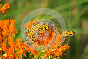 Pearl crescent butterflies on milkweed plant photo