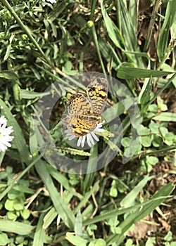 Pearl Crescent Butterfly