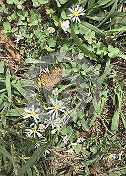 Pearl Crescent Butterfly