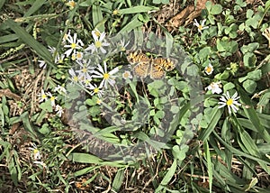 Pearl Crescent Butterfly