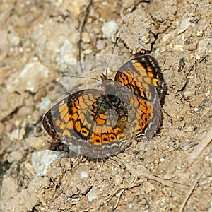 Pearl Crescent Butterfly