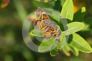 Pearl Crescent Butterfly