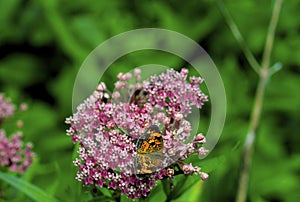 Pearl Crescent Butterfly  18503