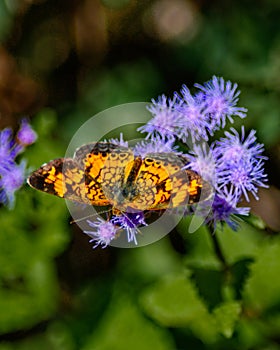 Pearl Crescent Butterfly