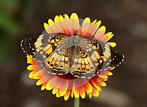 Pearl crescent butterfly