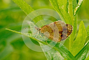 A pearl crescent butterfly