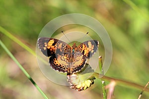 Pearl Crescent Butterfly