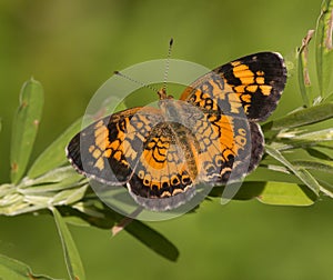 Pearl Crescent Butterfly