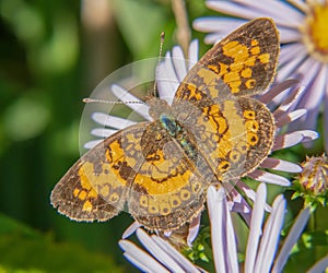 Pearl Crescent Butterfly and Asters, Whitehead Preserve at Dundery Brook, Rhode Island