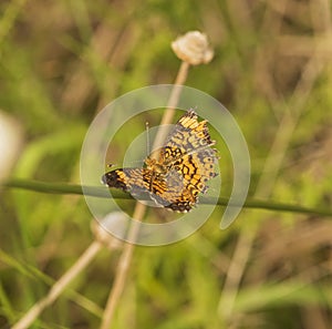 Pearl Crescent butterfly on a background of green grass and straw