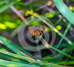 Pearl crescent butterfly with blurred background