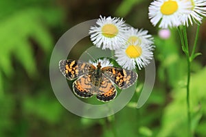 Pearl Crescent Butterfly on Daisy