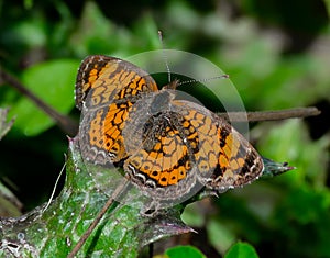 Pearl Crescent Butterfly on a Dying Leaf