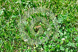 Pearl Crescent Butterfly in the Grass on the Prairie