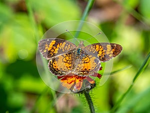 A Pearl Crescent Butterfly on Hawkweed