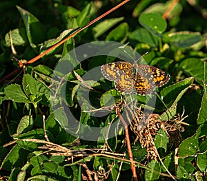 Pearl Crescent Butterfly at Lake Seminole Park, Florida