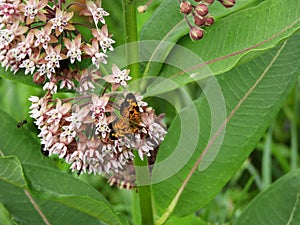 Pearl Crescent Butterfly on Milkweed flower