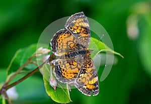 Pearl Crescent Butterfly on a Northwoods Wild Flower