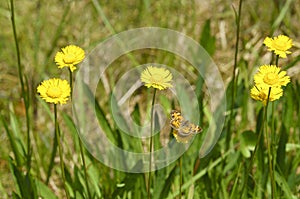 A Pearl Crescent butterfly in a patch of spring daisies