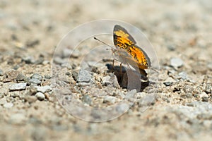 Pearl Crescent Butterfly - Phyciodes tharos