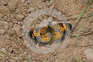 Pearl Crescent Butterfly - Phyciodes tharos