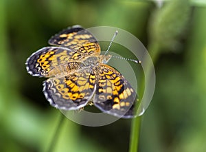 Pearl Crescent Butterfly - Phyciodes tharos