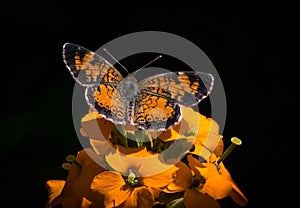 Pearl Crescent Butterfly (phyciodes tharos)