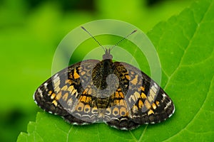 Pearl Crescent Butterfly - Phyciodes tharos