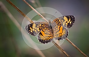 A pearl crescent butterfly rests on a reed against a blurred meadow backdrop