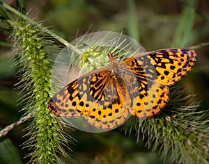 A pearl crescent butterfly on some plants in an eastern meadow