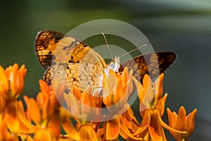 Pearl Crescent on Butterfly Weed 6