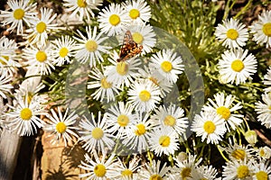 Pearl Crescent Butterfly On White Fleabane Wildflowers