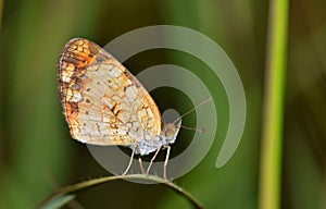 Pearl Crescent Butterfly with wings closed.