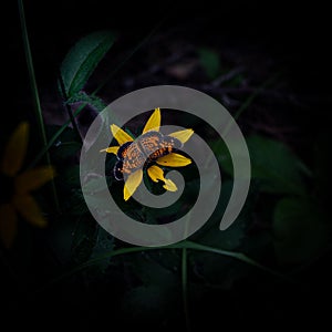 A Pearl Crescent Butterfly With Wings Spread photo