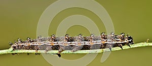 Pearl Crescent caterpillar isolated on a green background.