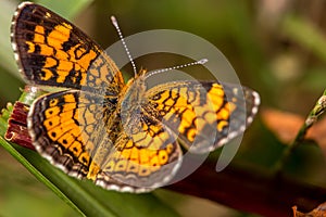 Pearl Crescent on grass