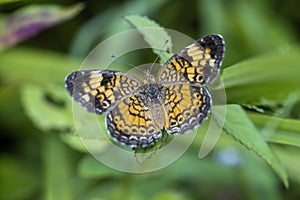 Pearl Crescent Phyciodes tharos Butterfly