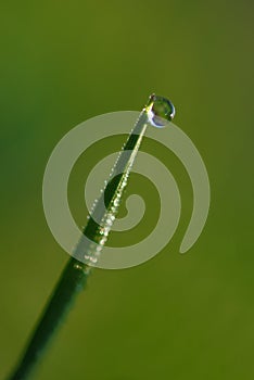 Pearl of dew