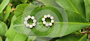 Pearl ear rings on a crown-of-thorns plant leaf