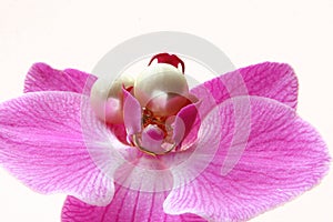 Pearl Earrings on Orchid