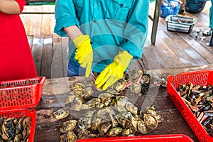 Pearl farm in Halong bay, Vietnam