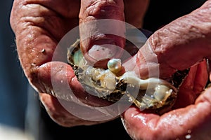 Pearl farming tour examining a cultured pearl straight out of the oyster shell