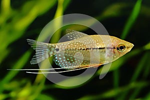 The pearl gourami