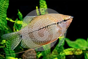 Pearl gourami (Trichopodus leeri)