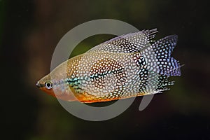 Pearl gourami Trichopodus leerii