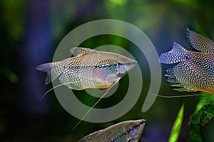 Pearl gourami (Trichopodus leerii)