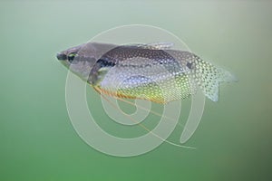 Pearl gourami Trichopodus leerii.